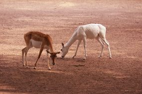 Wild deers in the wildlife