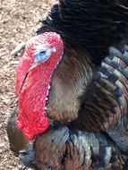 big black turkey closeup