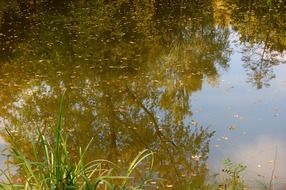 landscape of reed and trees are reflected in the pond