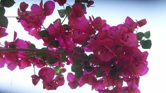 Bougainvillea, bright flowering plant