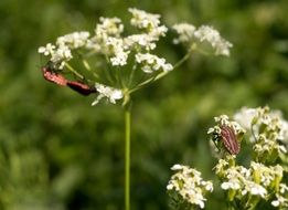 insect mating on white flower