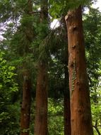 old coniferous trees in the forest