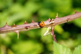 ladybug on the prickly branch