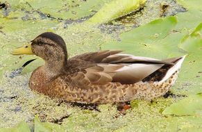 duck on a pond with green water
