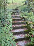 stone stairs in the garden