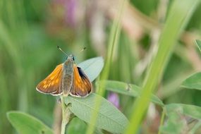 incomparable butterfly orange