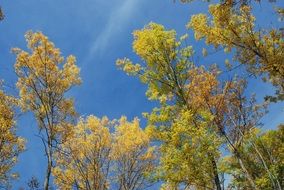 Landscape of green and yellow trees on a sunny day