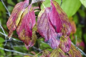 red green bush leaves