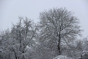 trees covered with snow in winter