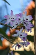 stunning orchids close-up on blurred background