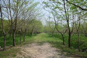 young trees in the forest