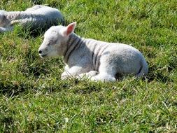 lambs rest on a green pasture