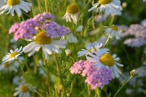 closeup picture of bright wildflowers