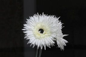 extraordinarily beautiful botanical flower