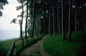 fence near a forest path