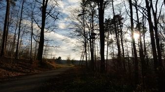 silhouettes of trees in the forest at sunset