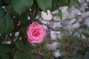 pink rose flower on the bush