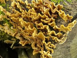 closeup photo of toxic mushrooms on the tree