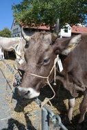 brown farm cow