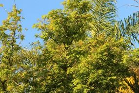 trees with green leaves in the yard