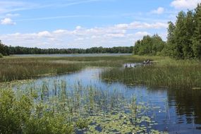 vgreen plants in a pond in Sweden