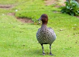 Australian Wood Duck on grass