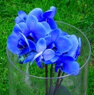 blue orchid flowers in vase