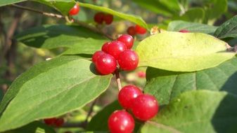 red berries food