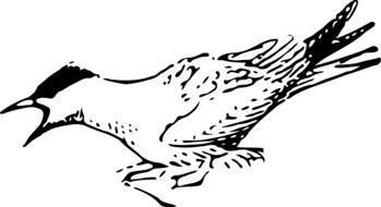 bird with open beak drawing