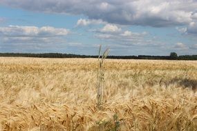 extraordinarily beautiful harvest