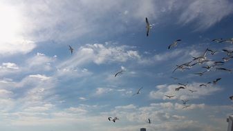 seagulls in sky under clouds, canada, vancouver