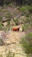 horse in the mountains in costa brava