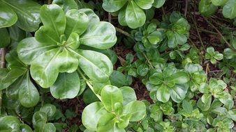 green natural plants in the garden