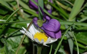 Violet and white margarets in grass