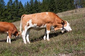 cows in the meadow eat grass
