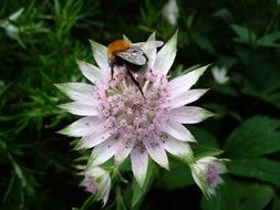 fur bee on a delicate flower