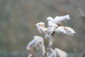 rimy plant in winter