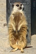 portrait of cute meerkat in the zoo