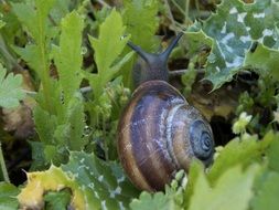 snail in the grass