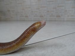 reptile on a white surface