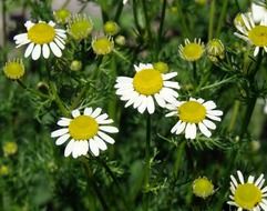 white daisies on a green meadow