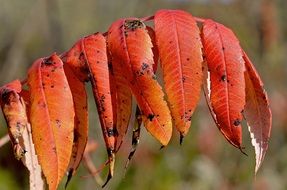 red leaves of staghorn