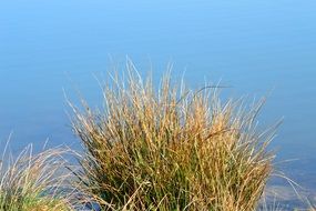 Plant in the pond