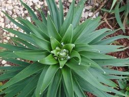 botanical plant in the garden