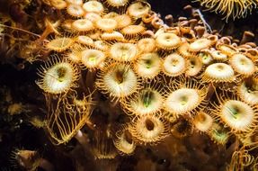 underwater plant ocean coral