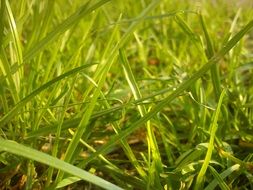 light green grass in spring
