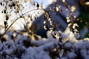 Sunny winter snow sky dry plants