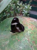 closeup picture of butterfly on a plant with light green leaves