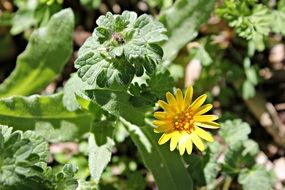 yellow flower among wild plants in the sun