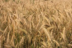 photo golden rye close up